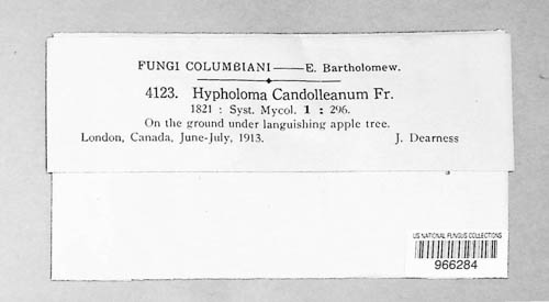 Candolleomyces candolleanus image